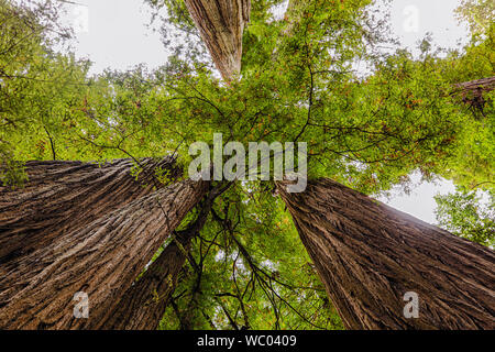 Afficher tout droit entre les arbres géants California Redwood en Californie du Nord Banque D'Images