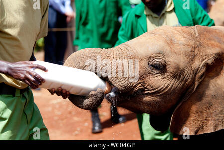 Veau d'éléphants orphelins nourris en orphelinat des éléphants à Nairobi, Kenya Banque D'Images