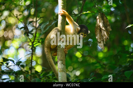 Singe de l'écureuil dans la jungle dans la Réserve de Tambopata, Amazonie péruvienne Banque D'Images