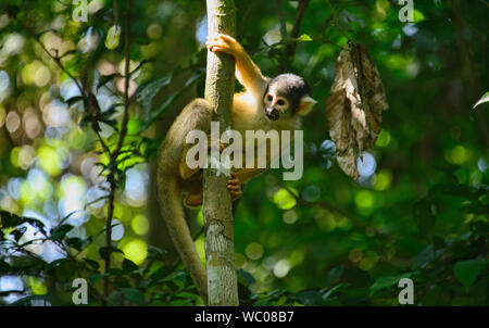 Singe de l'écureuil dans la jungle dans la Réserve de Tambopata, Amazonie péruvienne Banque D'Images