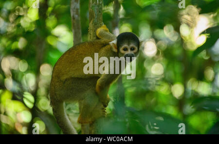 Singe de l'écureuil dans la jungle dans la Réserve de Tambopata, Amazonie péruvienne Banque D'Images