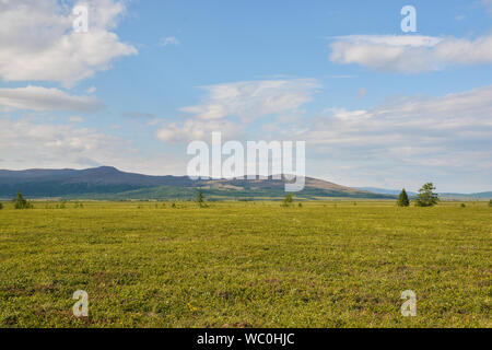 La toundra de Yamal. Polar-Ural Nature Park. Banque D'Images