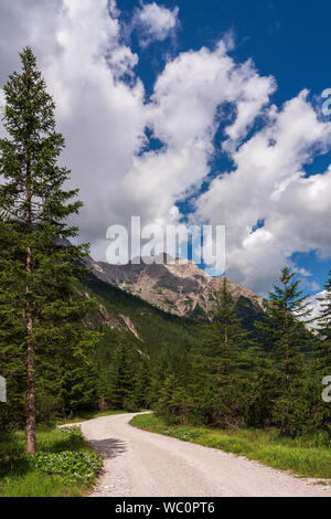 Chemin forestier dans les Dolomites, Val Fiscalina Banque D'Images