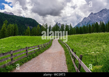 Chemin forestier dans les Dolomites, Val Fiscalina Banque D'Images