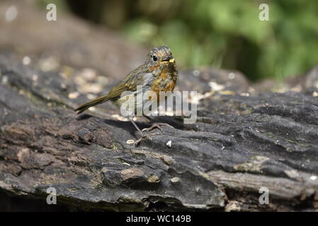 Robin eurasien juvénile d'alimentation sur un log Banque D'Images