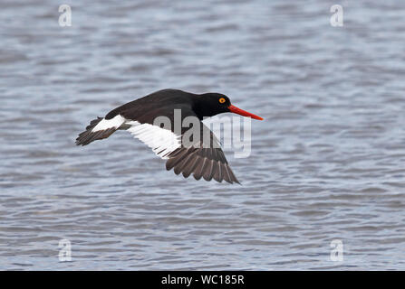 Magellanic Oystercatcher (Haematopus leucopodus) adulte en vol Détroit de Magellan, le Chili Janvier Banque D'Images