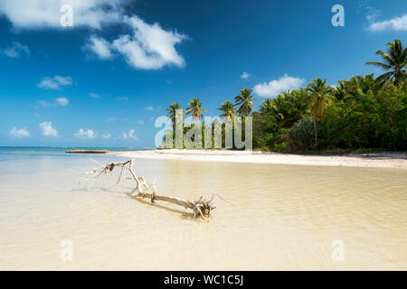 Plage des Caraïbes avec dérive et palmiers Banque D'Images