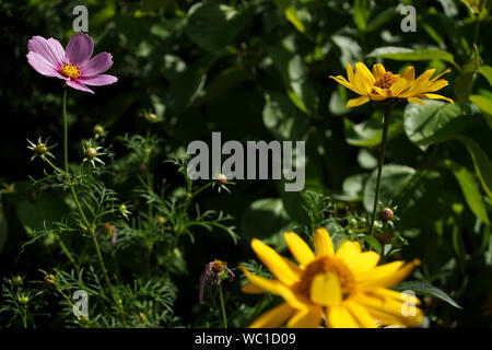 Faux tournesols et cosmos dans jardin Banque D'Images