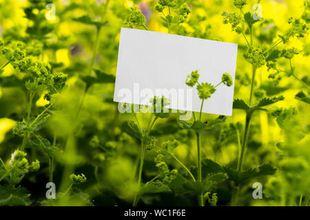 Carte vierge blanc sur fond de fleurs. Belle et fraîche du paysage. Copie de la papeterie et de l'espace vide. Les contacts. Banque D'Images