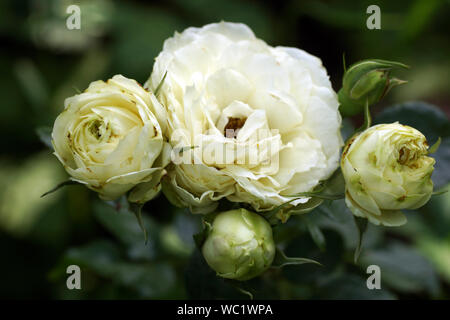 Rokoko citron crémeux belle roses. Des fleurs dans un jardin en conditions naturelles dans la verdure, sous le ciel ouvert. Banque D'Images