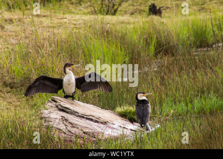 Le Cormoran à poitrine blanche deux, qui sont l'affichage de la propagation de l'Escadre, comportement emblématique photographié dans le Drakensberg, Afrique du Sud Banque D'Images