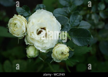 Rokoko citron crémeux belle roses. Des fleurs dans un jardin en conditions naturelles dans la verdure, sous le ciel ouvert. Banque D'Images