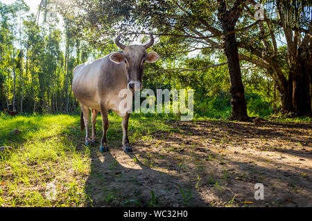 La Bolivie, Rurrenabaque. Vache sur l'herbe et Terre d'arbres en arrière-plan, en regardant la caméra. Banque D'Images