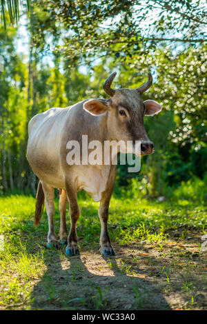 La Bolivie, Rurrenabaque. Vache sur l'herbe et Terre d'arbres en arrière-plan. Banque D'Images