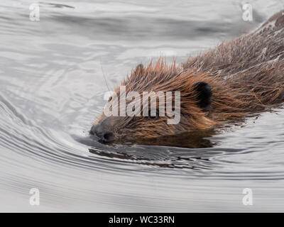 Beaver, Castor canadensis, nager dans un petit ruisseau dans le parc national Denali, Alaska, États-Unis Banque D'Images
