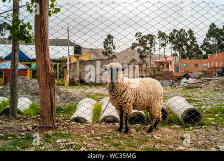 Les ovins adultes attachée à l'arbre par son propriétaire pour qu'il n'échappe pas dans l'Altiplano bolivien Banque D'Images