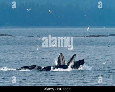 Un groupe de baleines à bosse, megaptera novaeangliae, réseau de bulles coopératives sur le hareng dans le sud-est de l'Alaska, États-Unis Banque D'Images