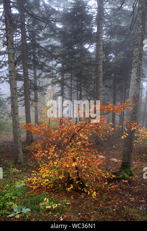 Couleurs d'automne en bolu turquie Banque D'Images