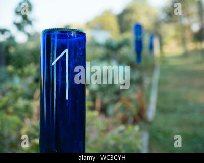 Ancien Bleu bouteilles recyclées de parcelles nombre dans un potager avec la rotation des cultures. Banque D'Images