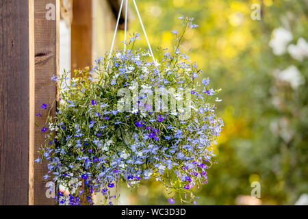 Lobelia erinus lobelia (fleurs, jardin lobelia trailing lobelia) ou accroché sur un mur de fer pot de fleurs suspendus à l'extérieur dans le support dans le jardin Banque D'Images