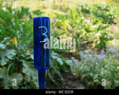Ancien Bleu bouteilles recyclées de parcelles nombre dans un potager avec la rotation des cultures. Banque D'Images