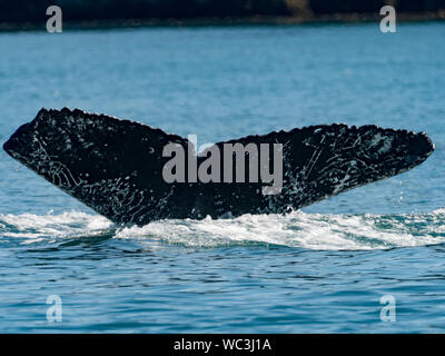 Les baleines à bosse, Megaptera novaeangliae, plongée et montrant leur queue ou de la queue qui peut être utilisée pour l'identification de personnes dans le sud-est de l'Al Banque D'Images