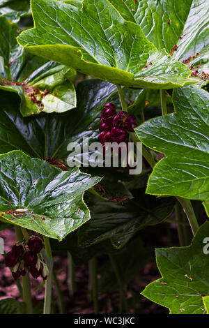 Mandrake, sauvages ou d'Asie centrale la pomme de fleurs et de feuilles dans la lumière du soleil filtrée Banque D'Images