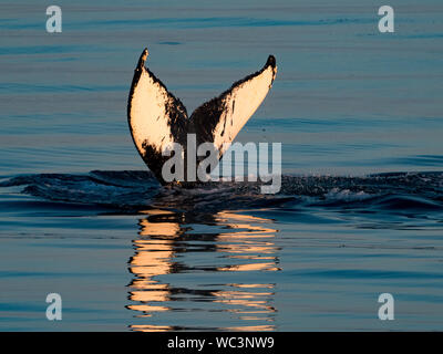 Les baleines à bosse, Megaptera novaeangliae, plongée et montrant sa queue dans le coucher du soleil qui peut être utilisée pour l'identification de personnes dans le sud-est Banque D'Images