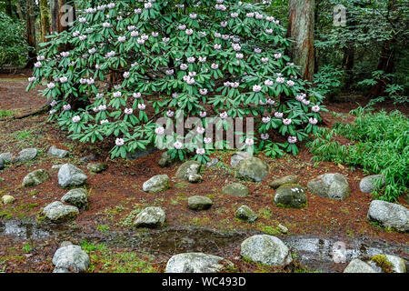 Rhododendron arbuste en fleurs, VanDusen Garden, Vancouver, British Columbia, Canada Banque D'Images