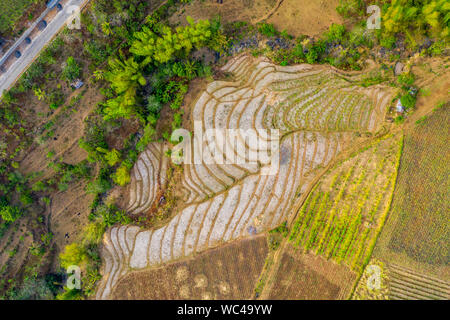 Terrasses de riz, un Mansalanao-Cabagna, La Castellana, Philippines Banque D'Images