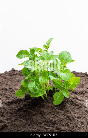 Bush sans fleurs de pommes de terre dans le sol isolated on white Banque D'Images