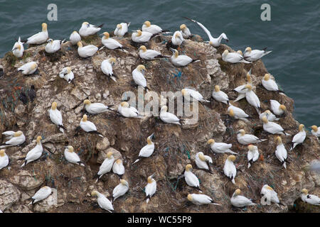 Le fou de bassan, Morus bassana, colonie nichant sur les falaises, les falaises de Bempton, Yorkshire, UK. Banque D'Images