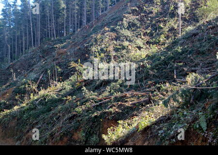 L'exploitation forestière et les débris sur la plage forêt barre oblique Banque D'Images