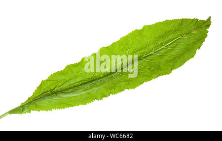 Nouvelle feuille verte d'usine de raifort isolé sur fond blanc Banque D'Images