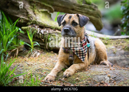 Border Terrier wearing bandana Banque D'Images