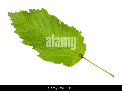 Feuille verte d'amur Maple (érable tatar) arbre isolé sur fond blanc Banque D'Images