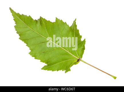 L'arrière de la feuille verte d'érable de l'Amur (acer tataricum ginnala) arbre isolé sur fond blanc Banque D'Images