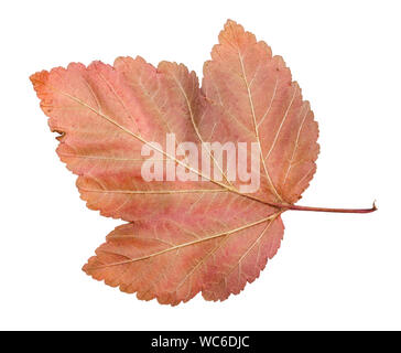 L'arrière de la feuille tombée de physocarpe (physocarpus) arbuste isolé sur fond blanc Banque D'Images