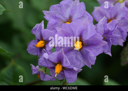 Fleurs d'un plant de pomme de terre. Fleurs de pommes de terre de près. Banque D'Images