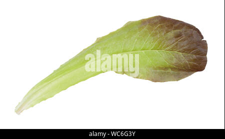 Feuilles de laitue romaine frais isolé sur fond blanc Banque D'Images