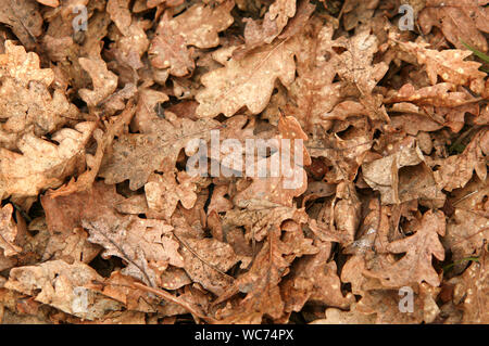 Les feuilles des arbres de chêne sur sol de la forêt. Banque D'Images