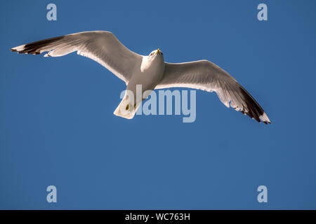 Manteau battant mouette, Larus marinus, étendre les ailes, ciel bleu, bakka, Sogn og Fjordane, Norvège, Scandinavie, Europe, ni, Voyage, tourisme, destination, Banque D'Images