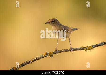Luscinia megarhynchos Mockingbird Banque D'Images