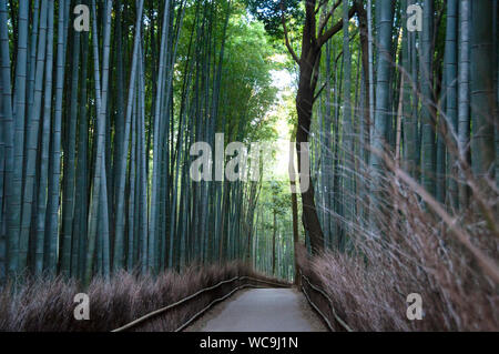 La Grande forêt de bambous Arashiyama à Kyoto, Japon. Banque D'Images