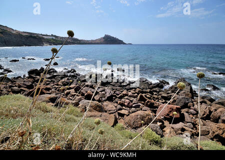 Vue panoramique sur la côte sauvage près de Castelsardo dans le nord de la Sardaigne, avec de l'ail plante en fleurs Banque D'Images