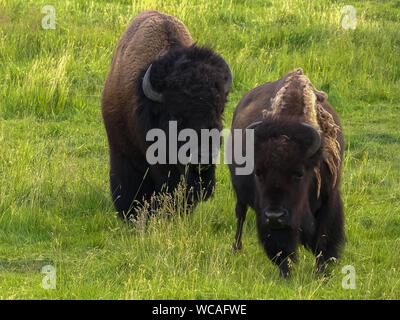 Après une vache taureau bison in yellowstone Banque D'Images