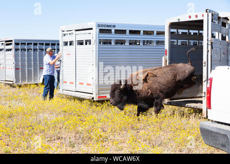 Un bison d'Amérique est libéré d'une remorque de mise en quarantaine après avoir été transféré à la PI. Peck Indian Reservation, 19 août 2019 à Fort Peck, Montana. Cinquante-cinq bisons sauvages ont été transférés de l'établissement Yellowstone pour aider à établir une population des animaux dans les terres où ils erraient dans les millions. Banque D'Images