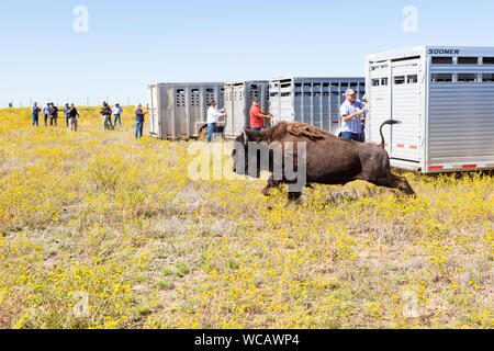 Un bison d'Amérique est libéré d'une remorque de mise en quarantaine après avoir été transféré à la PI. Peck Indian Reservation, 19 août 2019 à Fort Peck, Montana. Cinquante-cinq bisons sauvages ont été transférés de l'établissement Yellowstone pour aider à établir une population des animaux dans les terres où ils erraient dans les millions. Banque D'Images