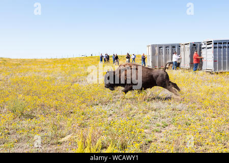 Un bison d'Amérique est libéré d'une remorque de mise en quarantaine après avoir été transféré à la PI. Peck Indian Reservation, 19 août 2019 à Fort Peck, Montana. Cinquante-cinq bisons sauvages ont été transférés de l'établissement Yellowstone pour aider à établir une population des animaux dans les terres où ils erraient dans les millions. Banque D'Images