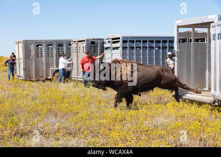 Un bison d'Amérique est libéré d'une remorque de mise en quarantaine après avoir été transféré à la PI. Peck Indian Reservation, 19 août 2019 à Fort Peck, Montana. Cinquante-cinq bisons sauvages ont été transférés de l'établissement Yellowstone pour aider à établir une population des animaux dans les terres où ils erraient dans les millions. Banque D'Images